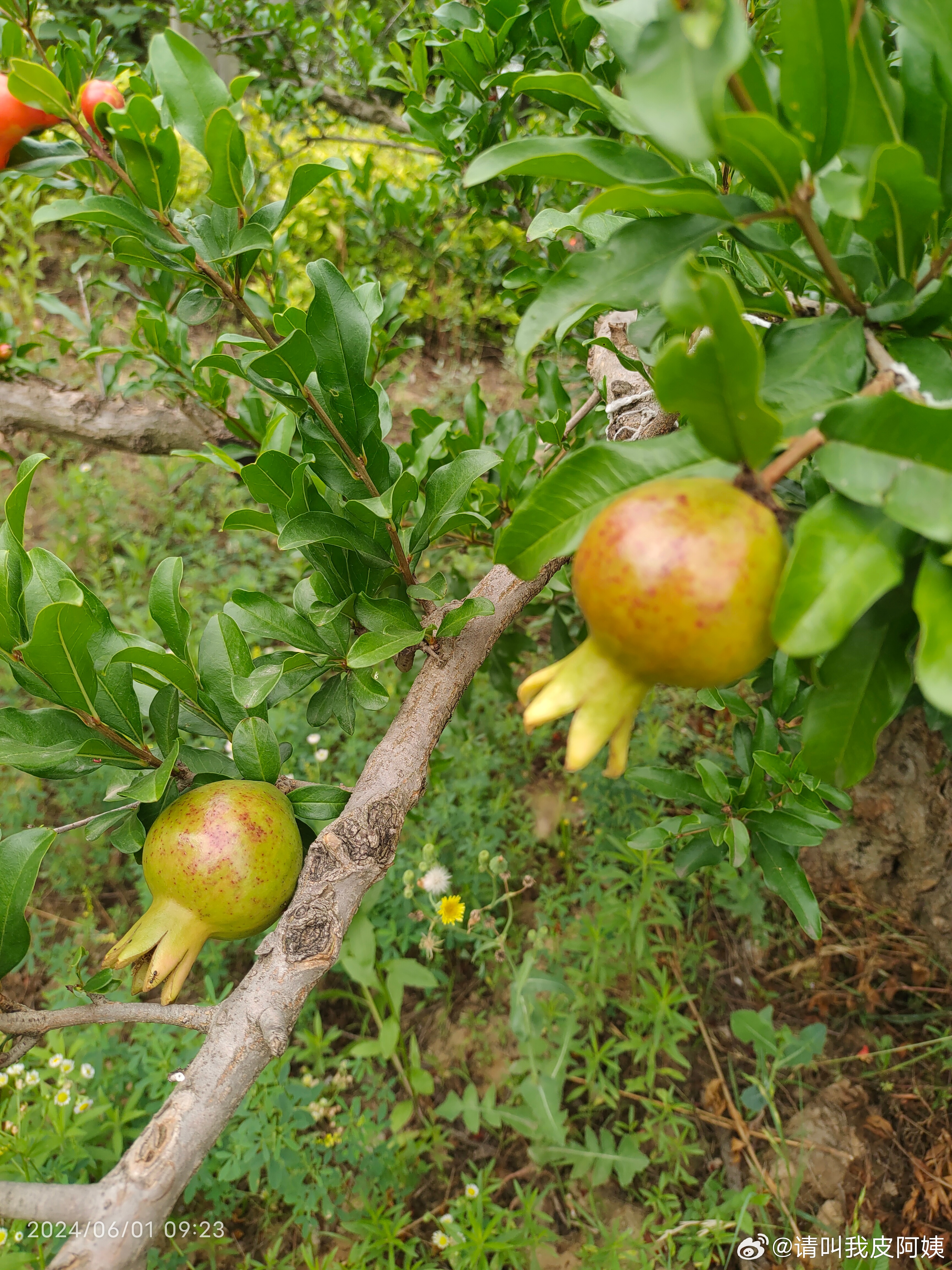 喃城旧梦 第4页