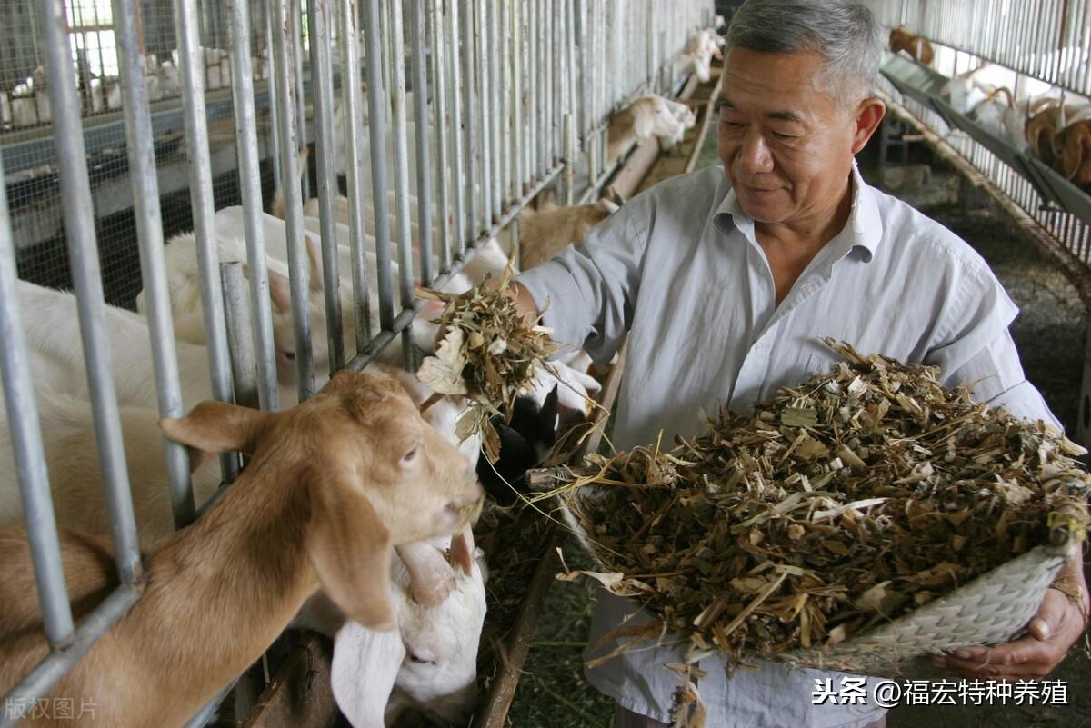 生姜最新价格与行情深度分析