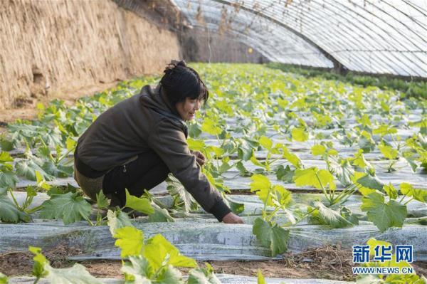 山西省忻州市原平市王家庄乡最新新闻动态