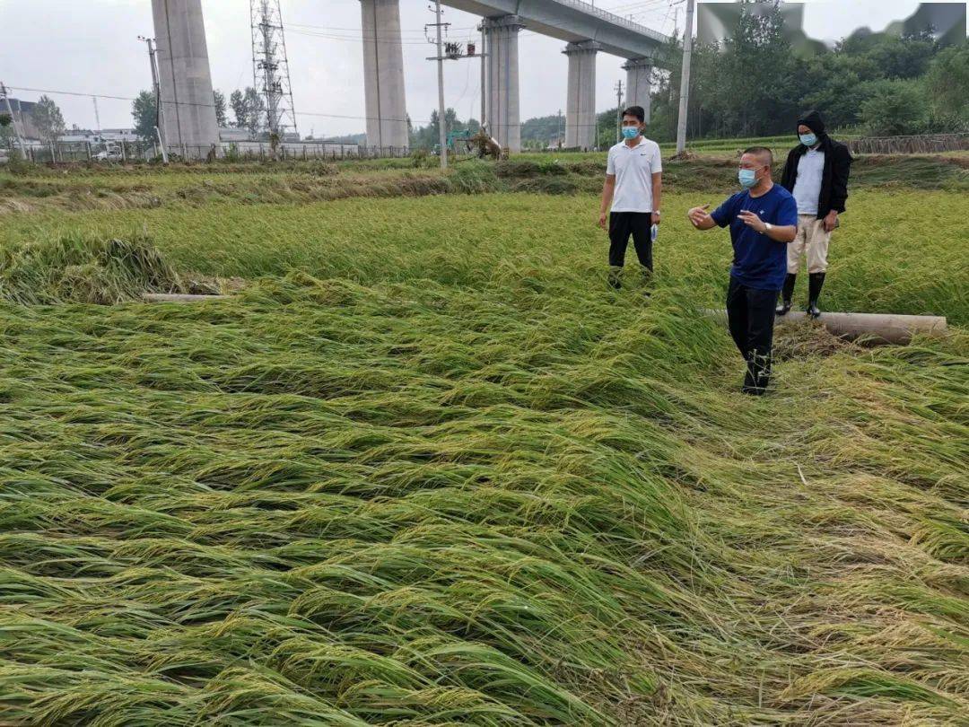 曾都区农业农村局最新动态报道