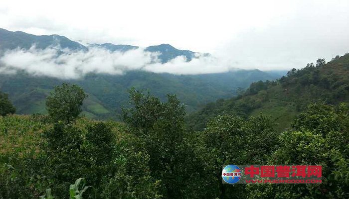 茶林场最新天气预报通知