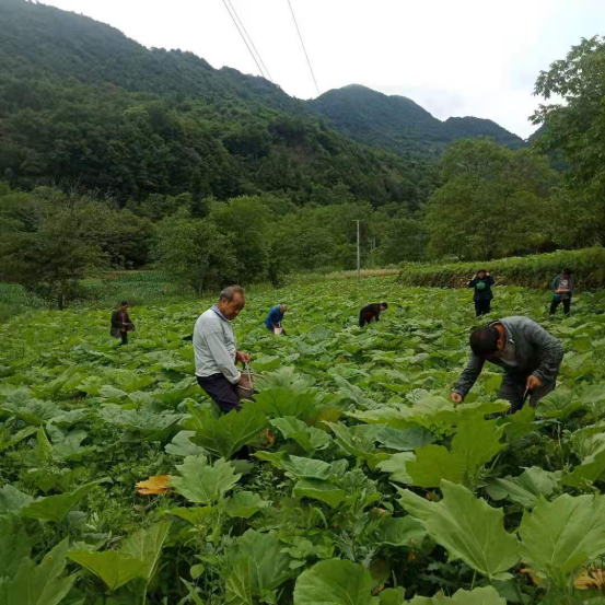 福成镇最新新闻概览，镇内动态一网打尽