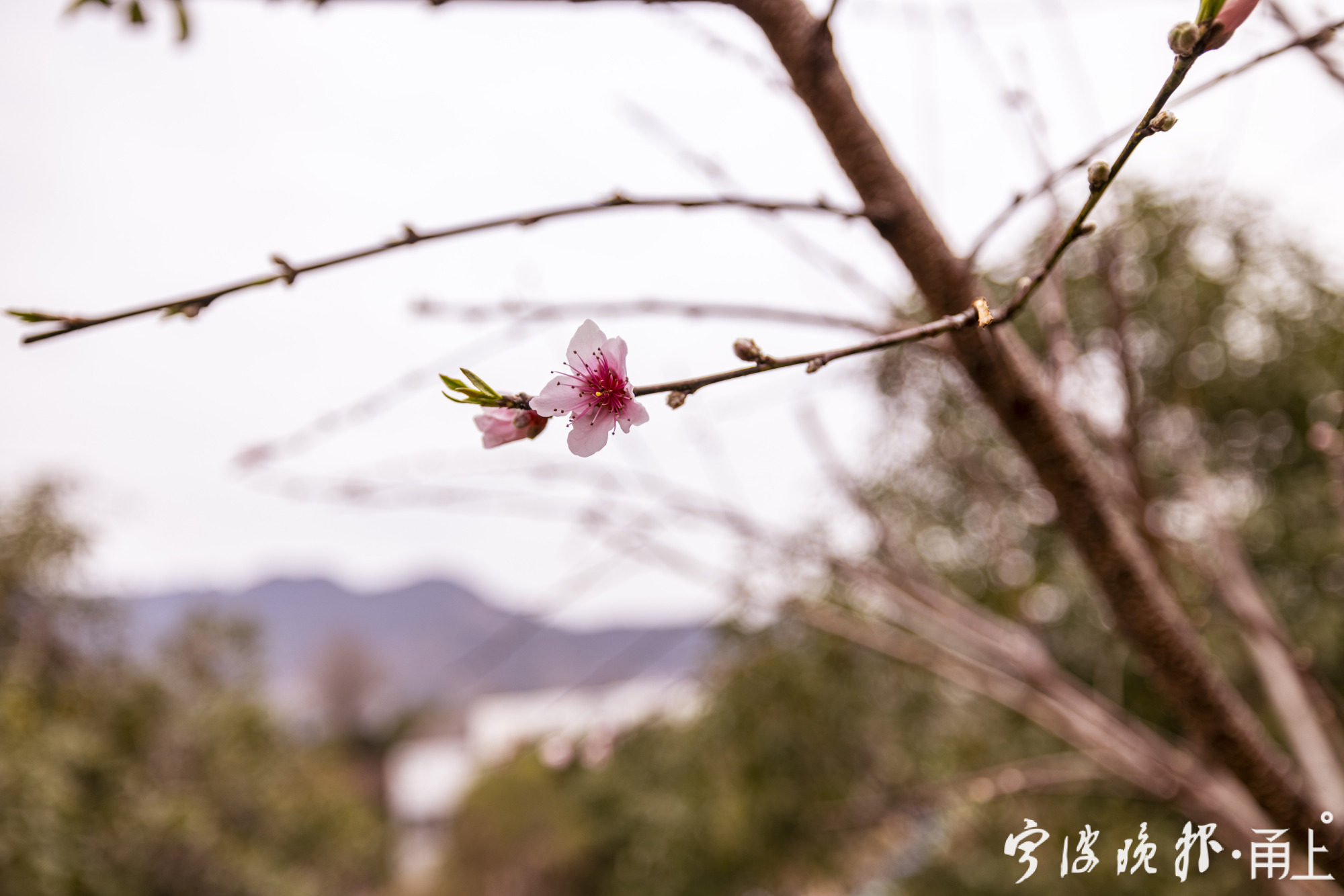 桃花盛开季天气预报，准备好迎接缤纷色彩了吗？