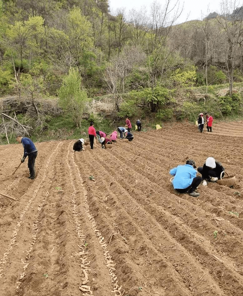 胶南市农业农村局新项目推动农业现代化与乡村振兴深度融合发展